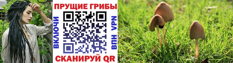 как найти закладки Сураж Галлюциногенные грибы Psilocybine cubensis